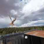El búho americano recupera el vuelo tras recibir tratamiento veterinario especializado en Utah