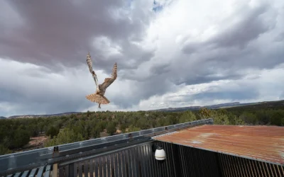 El búho americano recupera el vuelo tras recibir tratamiento veterinario especializado en Utah