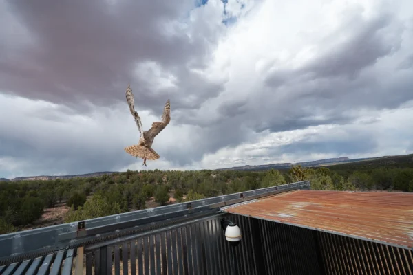 El búho americano recupera el vuelo tras recibir tratamiento veterinario especializado en Utah