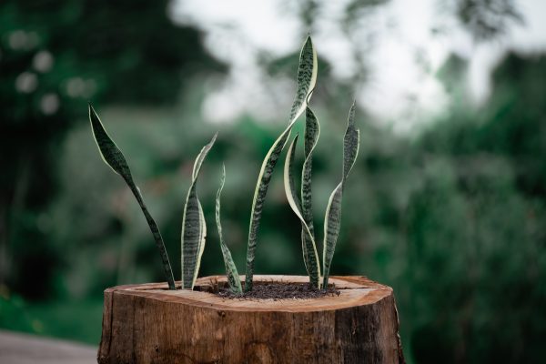 a ciencia desmiente el viejo mito doméstico y demuestra que dormir con plantas en la habitación es completamente seguro y beneficioso.