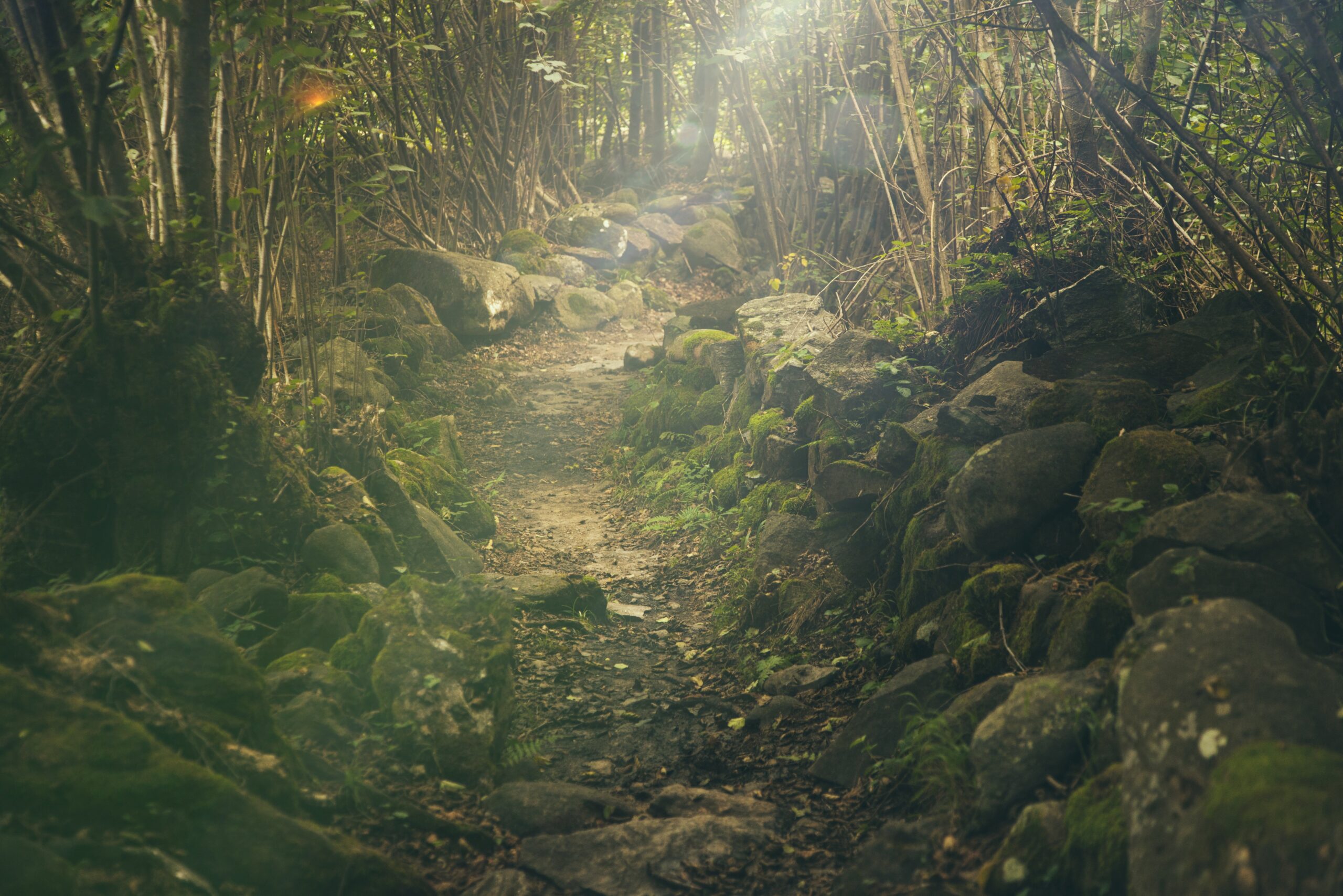 Splitshire forest 438432