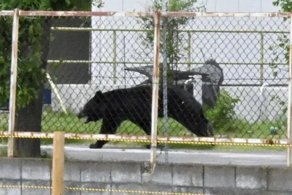 Oso en Japón obliga al cierre de casi 100 escuelas