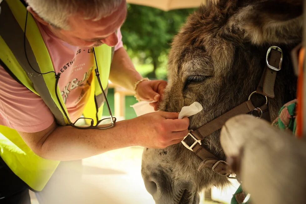 Un paciente con trastornos de salud mental limpia los ojos de un asno durante la sesión de terapia con animales en un hospital psiquiátrico en Neuilly-sur-Marne, en los suburbios orientales de París, el viernes 29 de mayo de 2026. (AP Foto/Thomas Padilla)