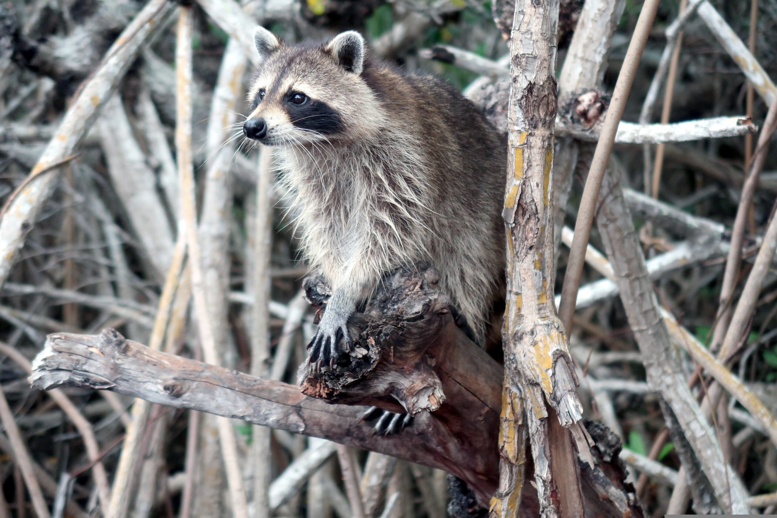 Ellen26 raccoon 4277711