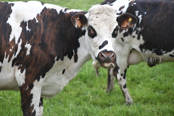 Jaclou dl cow 7957275