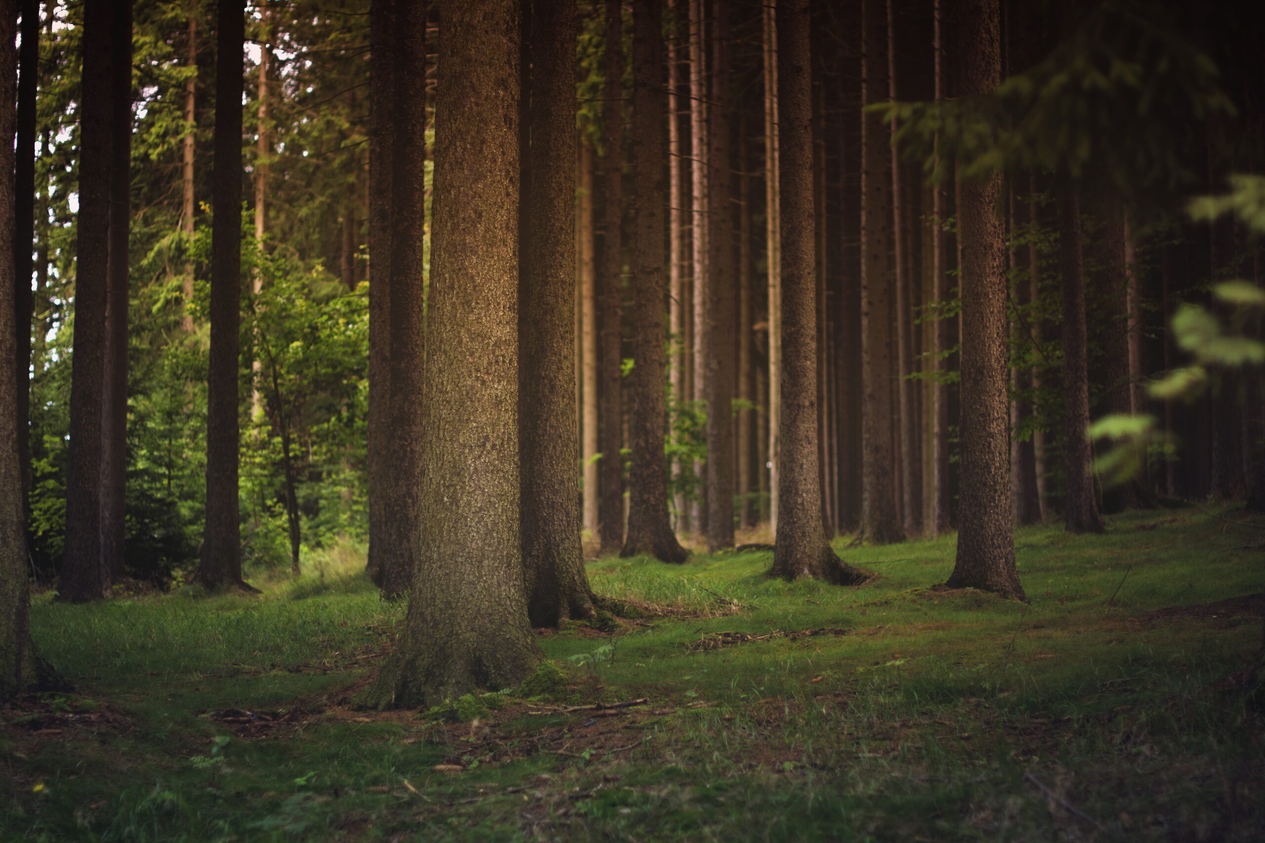 Pexels forest 1850640