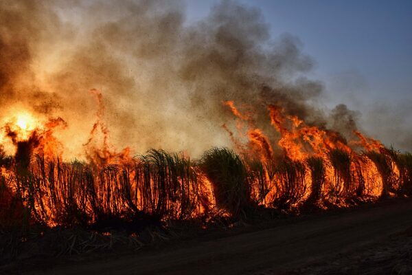 Photo graphe wildfire 7085630