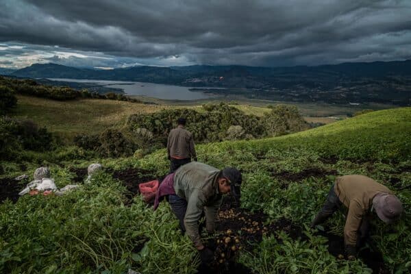 Trabajadores agrícolas realizan labores en un campo afectado por condiciones climáticas extremas asociadas al fenómeno de El Niño.