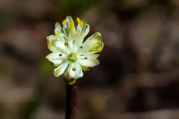 Planta Saxifraga candelabrum con pequeños insectos atrapados en sus tricomas pegajosos durante un estudio científico.