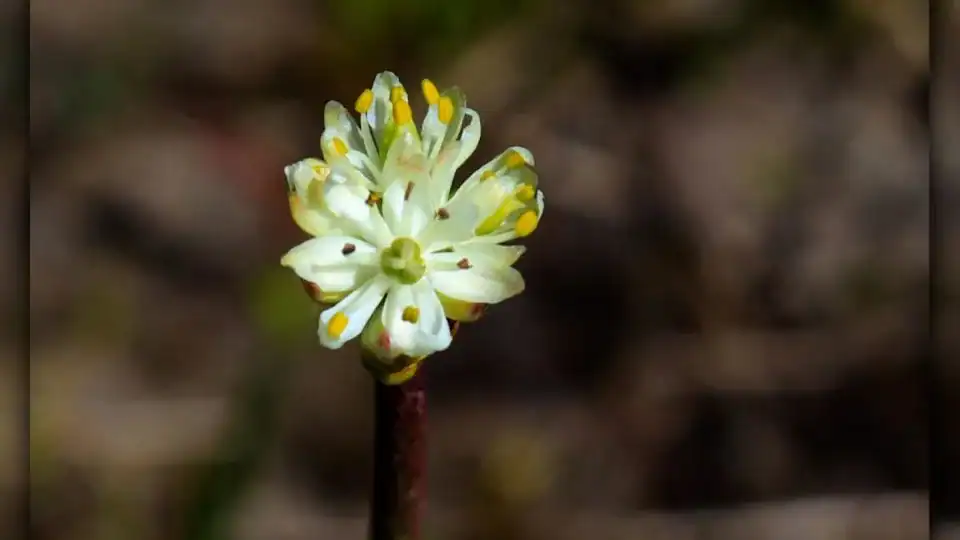 Planta Saxifraga candelabrum con pequeños insectos atrapados en sus tricomas pegajosos durante un estudio científico.
