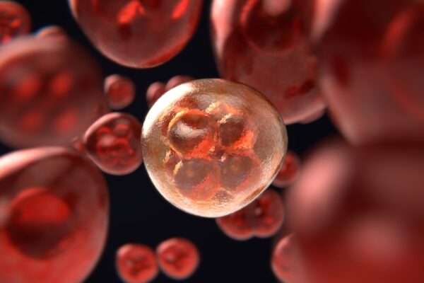 Imagen de Mitosis, La meiosis y Célula