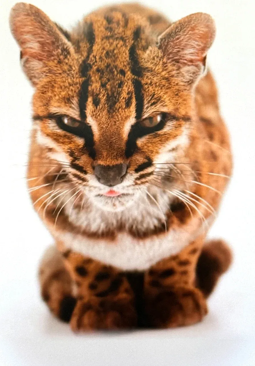 Descubren en Bolivia una nueva especie de felino, la primera en más de un siglo
