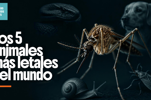 Los 5 animales más letales del mundo: el primero causa cientos de miles de muertes cada año