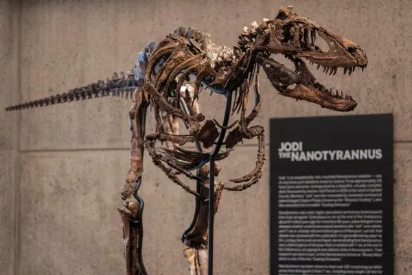 Nanotyrannus, dinosaurios, fósiles, paleontología, ciencia, Sotheby’s, Tyrannosaurus rex, descubrimientos científicos