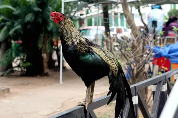 Martín, el gallo que lleva ocho años esperando a su dueño frente a un hospital de Bolivia
