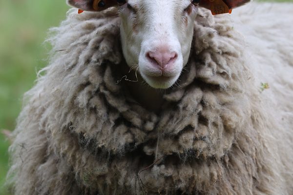 Una oveja esponjosa se encuentra en un exuberante campo verde, mostrando su gruesa lana y su mirada curiosa.