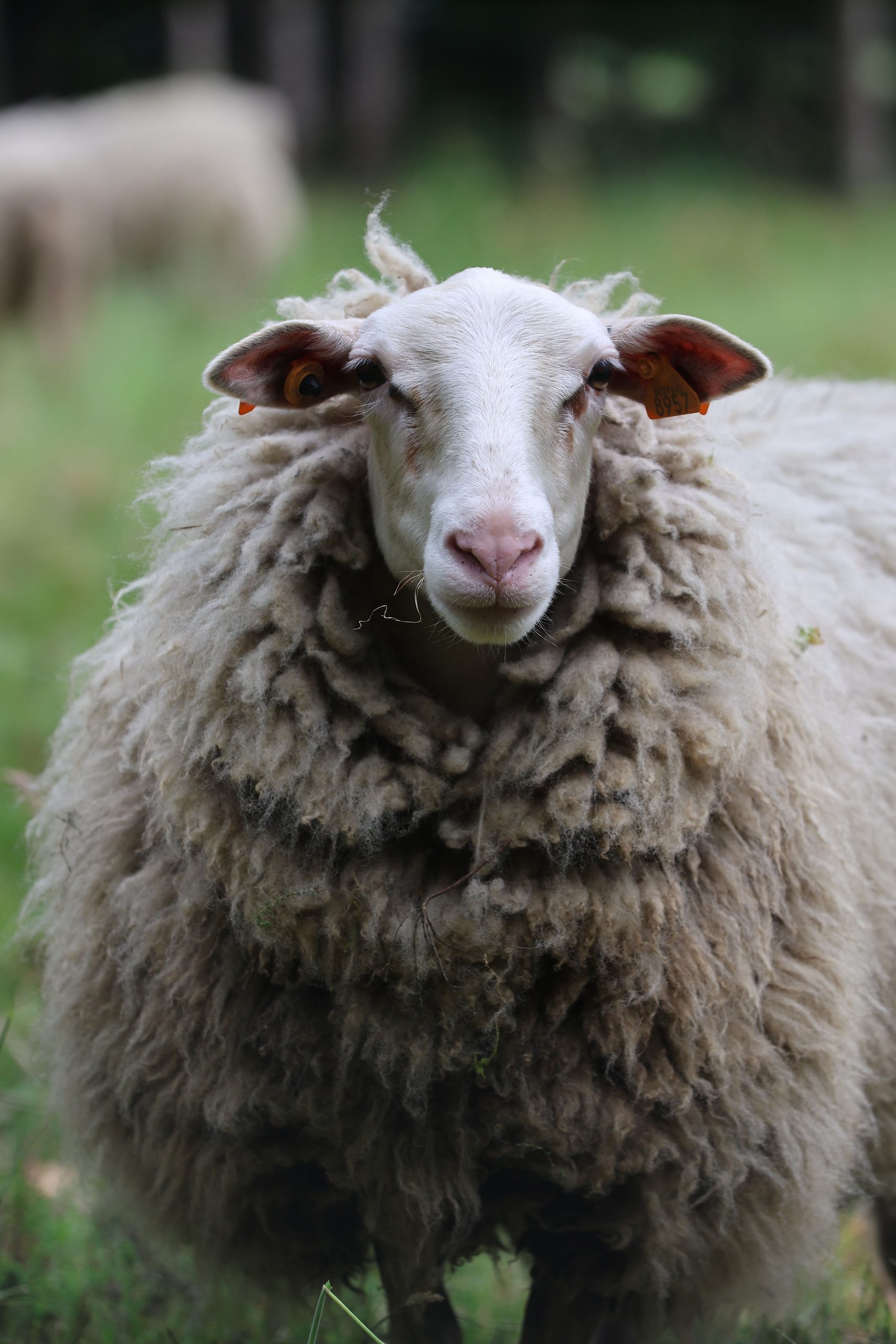 Una oveja esponjosa se encuentra en un exuberante campo verde, mostrando su gruesa lana y su mirada curiosa.
