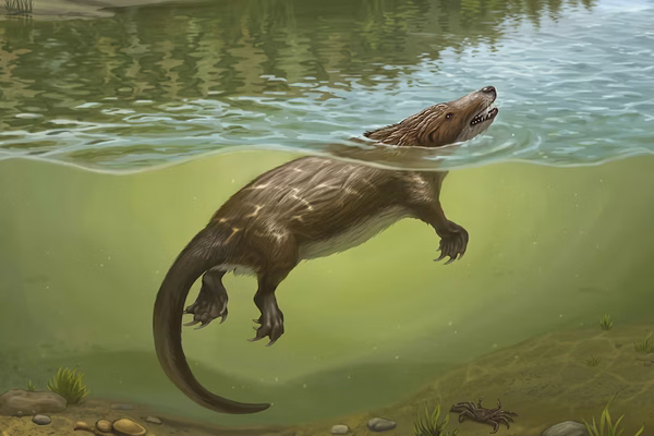 Reconstrucción de Megacauda sungei, un mamaliaforme semiacuático que vivió hace unos 165 millones de años en lo que hoy es China. (April Neander, The University of Chicago)