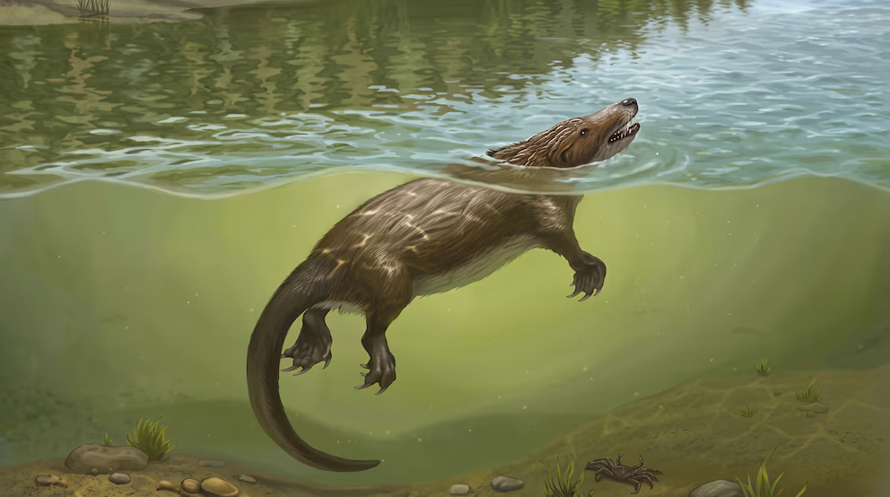 Reconstrucción de Megacauda sungei, un mamaliaforme semiacuático que vivió hace unos 165 millones de años en lo que hoy es China. (April Neander, The University of Chicago)