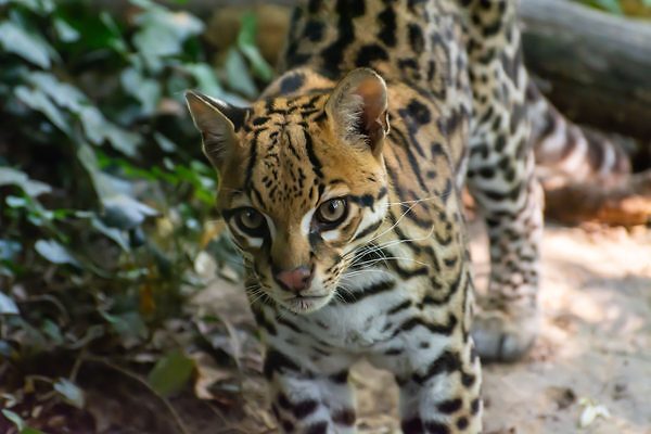 Operación Madre Tierra VIII logra rescatar más de 1.000 animales en América Latina