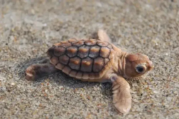 Una tortuga marina con caparazón naranja sorprende en las costas de Florida