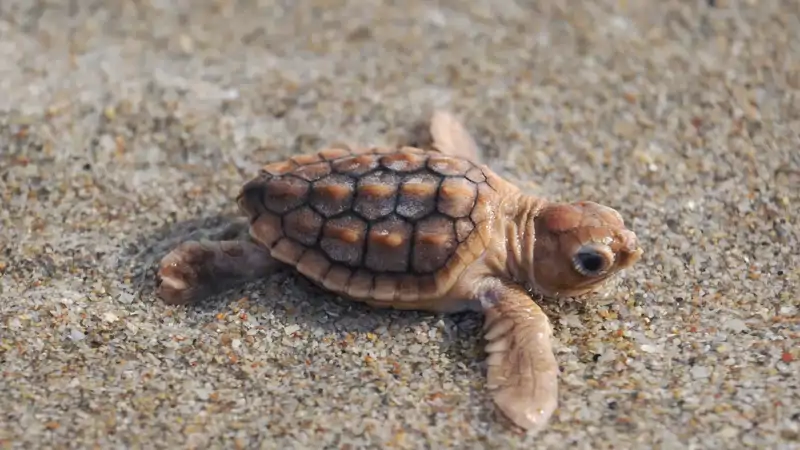 Una tortuga marina con caparazón naranja sorprende en las costas de Florida